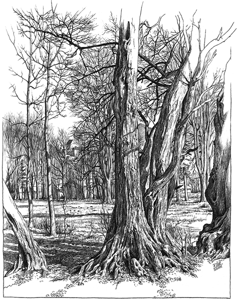 Verwilderte Parklandschaft mit Hainbuchen in Hohenaschau