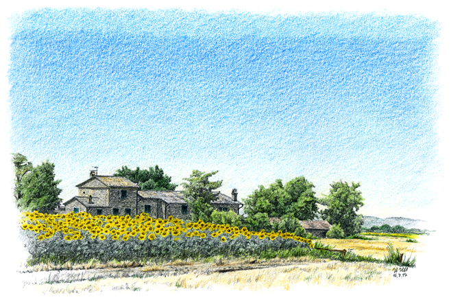 Sonnenblumenfeld in Umbrien, Italien