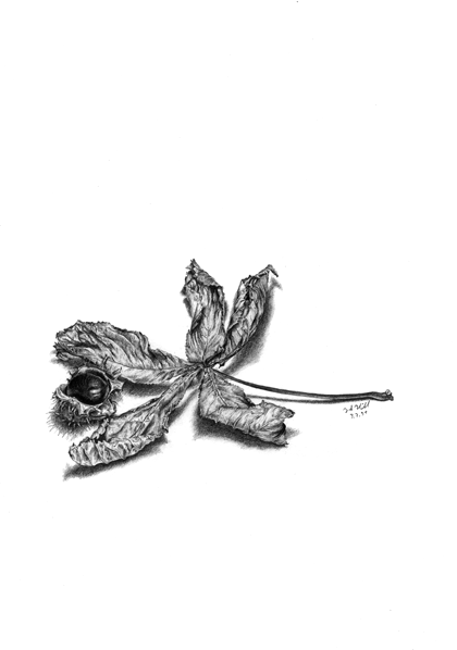 Kastanienstillleben Nr. I