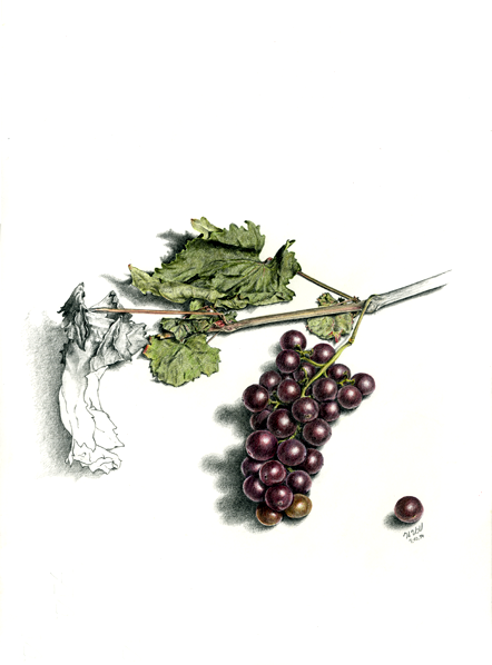 Stillleben mit Weintrauben